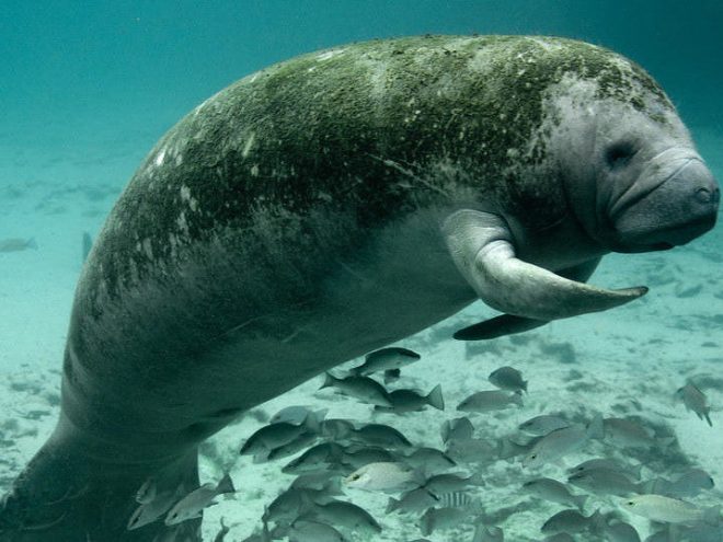 Guided Manatee Tour Image 1 animal on the water