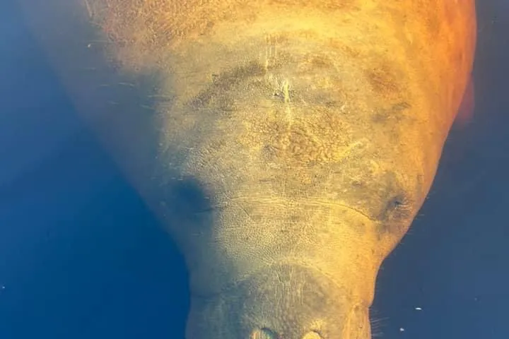 a close up of an animal